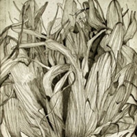 Gymea Lily Head