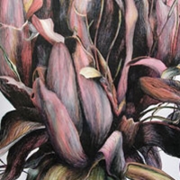 Gymea Lily Head